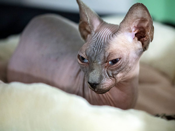 Luxury_Hairless_Agata_Cover